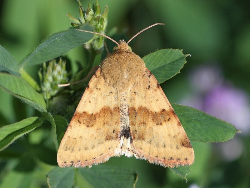 Heliothis sp. - Noctuidae